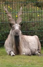 Markhor Markhor