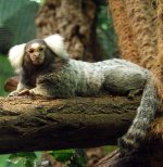 Common Marmoset Common Marmoset
