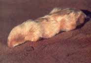 Marsupial mole