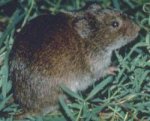 Meadow vole Meadow vole