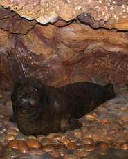Mediterranean monk seal Mediterranean monk seal