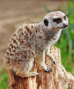 Meerkat Meerkat