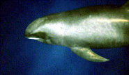 Melon-headed whale Melon-headed whale