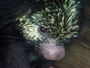 Mexican hairy dwarf porcupine Mexican hairy dwarf porcupine