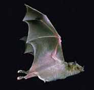 Mexican long-nosed bat Mexican long-nosed bat
