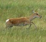 Mongolian gazelle Mongolian gazelle