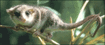 Monito del monte Monito del monte