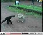 Monkey pulls dog tail