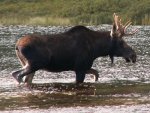 moose moose