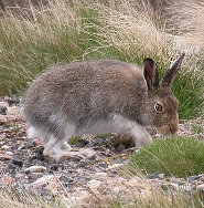 Mountain hare Mountain hare