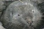 Mountain beaver Mountain beaver