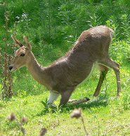 Mountain reedbuck