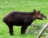 Mountain tapir Mountain tapir