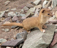 Mountain weasel Mountain weasel