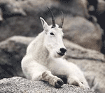 Mountain goat Mountain goat