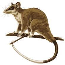 Picture from Animal Diversity Web