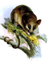 Murine mouse possum Murine mouse possum