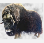 Musk ox Musk ox