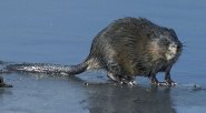Muskrat Muskrat