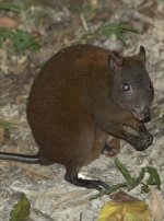Musky Rat-kangaroo Musky Rat-kangaroo