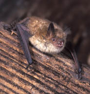 Geoffroys Bat Geoffroys Bat