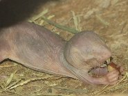 Naked mole rat Naked mole rat