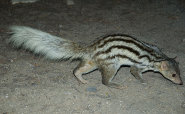 Narrow striped mongoose Narrow striped mongoose