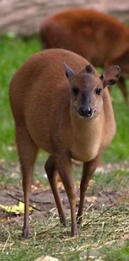 Natal duiker Natal duiker