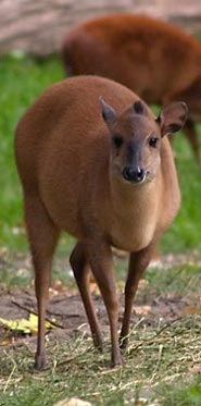 Natal duiker