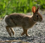 New England Cottontail New England Cottontail