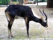 Nile Lechwe Nile Lechwe