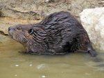 North american beaver North american beaver