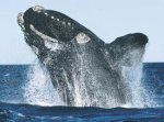 Northern right whale Northern right whale