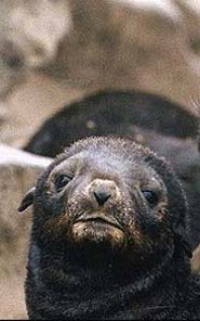 Northern fur seal Northern fur seal