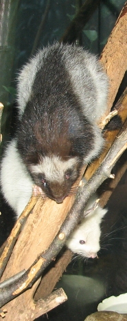 Northern Luzon Giant Cloud Rat