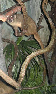 Northern night monkey Northern night monkey