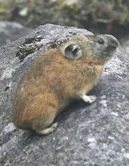 Northern pika Northern pika