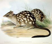 Northern Quoll Northern Quoll