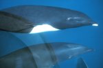 Northern right whale dolphin Northern right whale dolphin