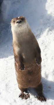 Northern river otter Northern river otter