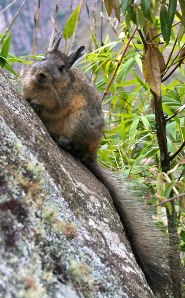 Northern viscacha Northern viscacha