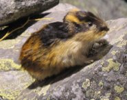 Norway Lemming Norway Lemming