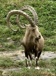 Nubian ibex Nubian ibex