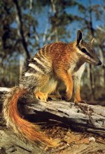 Numbat Numbat