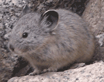 Pika's are related to rabbits and are considered our most sensitive climate change early warming detector