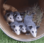 Opossums