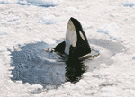 orca orca