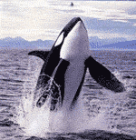killer whale killer whale