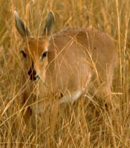 Oribi Oribi