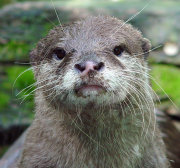 Oriental small clawed otter Oriental small clawed otter
